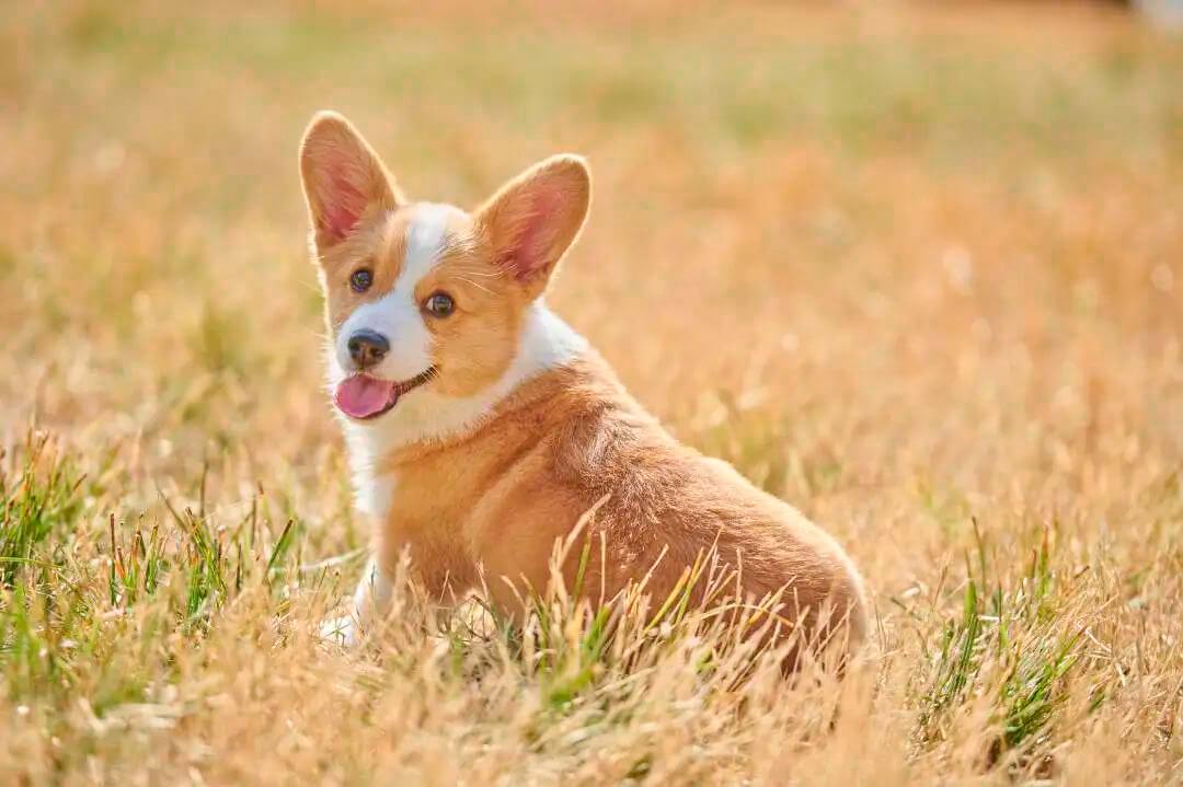 Focus on "it": pet health detection